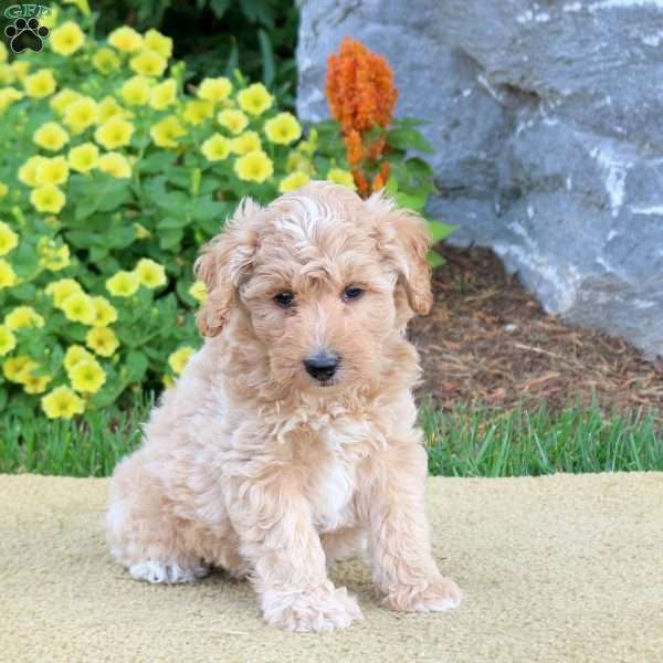 Griffin, Mini Schnoodle Puppy