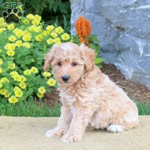 Griffin, Mini Schnoodle Puppy