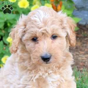 Griffin, Mini Schnoodle Puppy