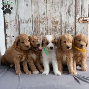 Toby, Mini Goldendoodle Puppy