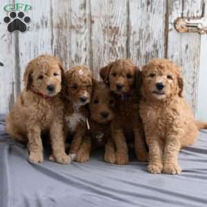 Toby, Mini Goldendoodle Puppy