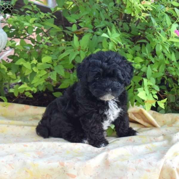 Grover, Yorkie Mix Puppy