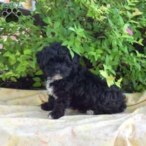 Grover, Yorkie Mix Puppy