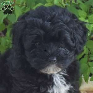 Grover, Yorkie Mix Puppy