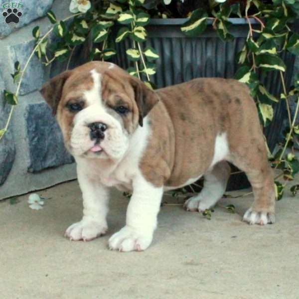 Gumbo, Olde English Bulldogge Puppy