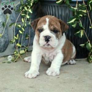 Gumbo, Olde English Bulldogge Puppy