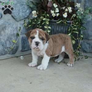 Gumbo, Olde English Bulldogge Puppy