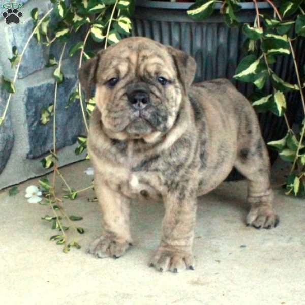 Gunner, Olde English Bulldogge Puppy