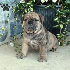 Gunner, Olde English Bulldogge Puppy