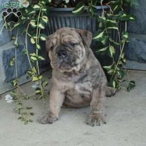 Gunner, Olde English Bulldogge Puppy