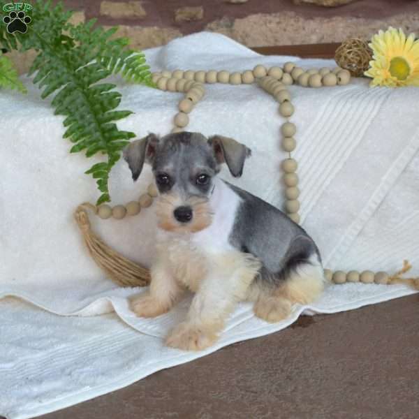 Gus, Miniature Schnauzer Puppy