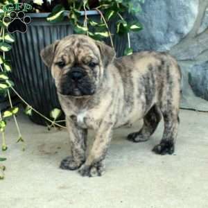 Gus, Olde English Bulldogge Puppy