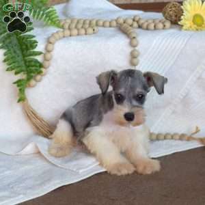 Gus, Miniature Schnauzer Puppy