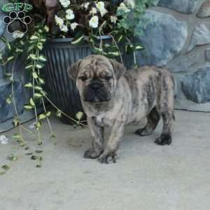 Gus, Olde English Bulldogge Puppy