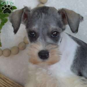 Gus, Miniature Schnauzer Puppy