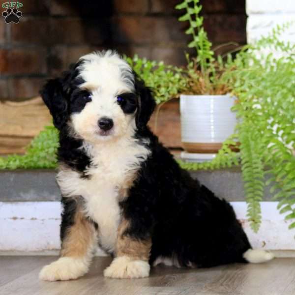 Gus, Mini Bernedoodle Puppy