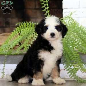 Gus, Mini Bernedoodle Puppy
