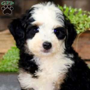 Gus, Mini Bernedoodle Puppy