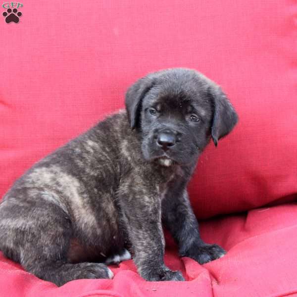 Gustavo, English Mastiff Puppy