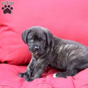 Gustavo, English Mastiff Puppy