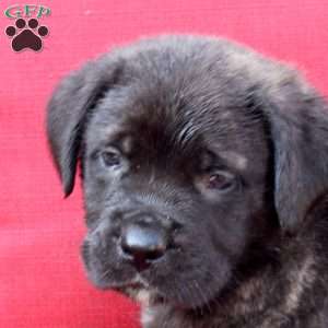 Gustavo, English Mastiff Puppy