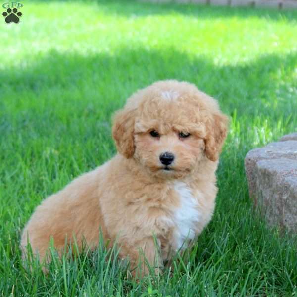 Gwen, Bich-Poo Puppy