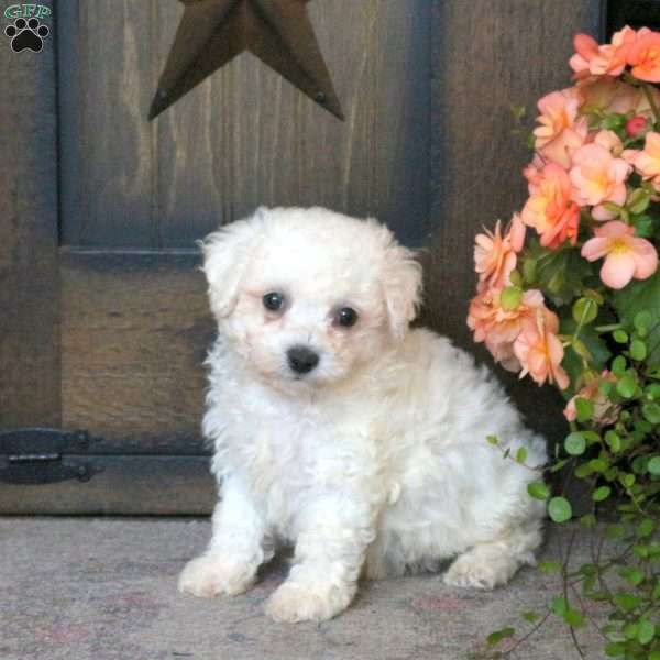 Gwen, Bichon Frise Puppy