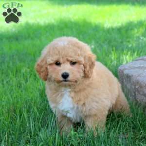Gwen, Bich-Poo Puppy