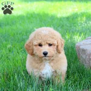 Gwen, Bich-Poo Puppy