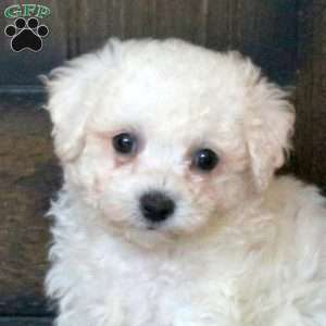 Gwen, Bichon Frise Puppy