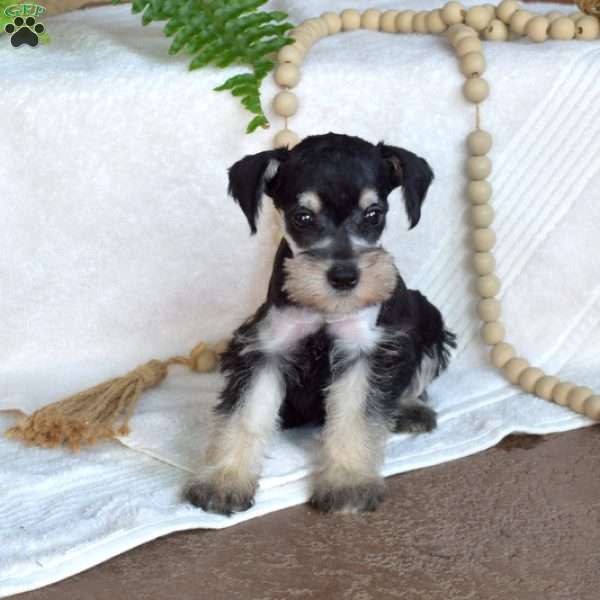Gypsy, Miniature Schnauzer Puppy