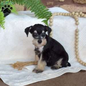 Gypsy, Miniature Schnauzer Puppy
