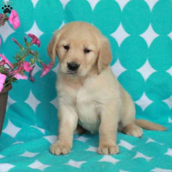 Hailey, Golden Retriever Puppy