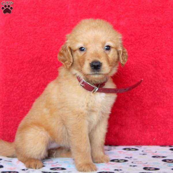 Hailey, Golden Retriever Puppy
