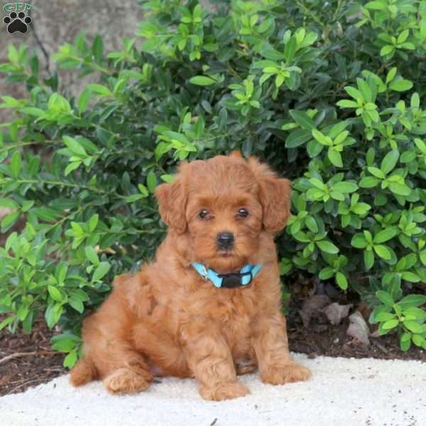 Hailey, Havapoo Puppy