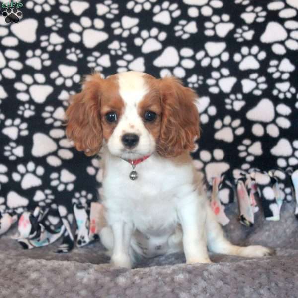 Hailey, Cavalier King Charles Spaniel Puppy