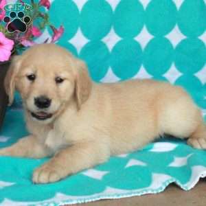 Hailey, Golden Retriever Puppy