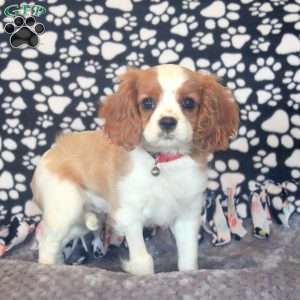 Hailey, Cavalier King Charles Spaniel Puppy