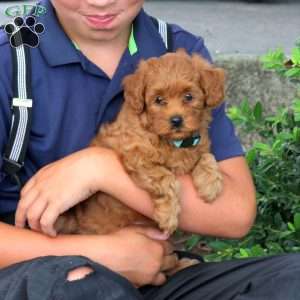 Hailey, Havapoo Puppy