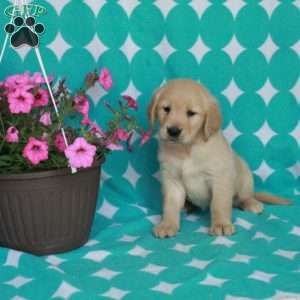 Hailey, Golden Retriever Puppy