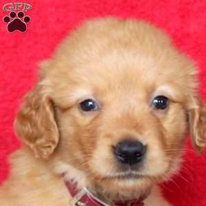 Hailey, Golden Retriever Puppy