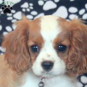 Hailey, Cavalier King Charles Spaniel Puppy