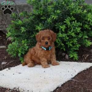 Hailey, Havapoo Puppy