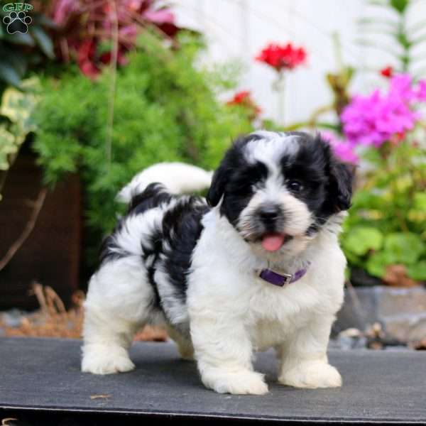 Hailey, Havanese Puppy