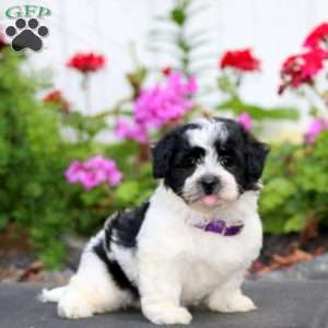 Hailey, Havanese Puppy