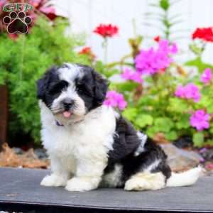 Hailey, Havanese Puppy