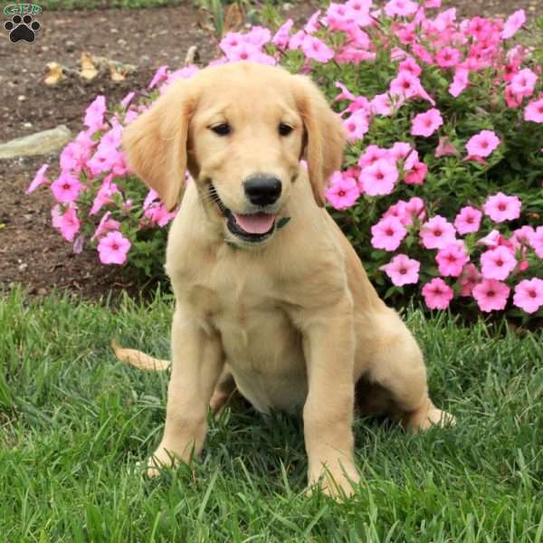 Hailey, Golden Retriever Puppy