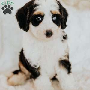 Halli, Mini Bernedoodle Puppy
