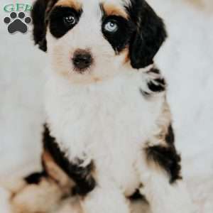 Halli, Mini Bernedoodle Puppy