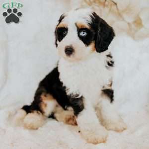 Halli, Mini Bernedoodle Puppy